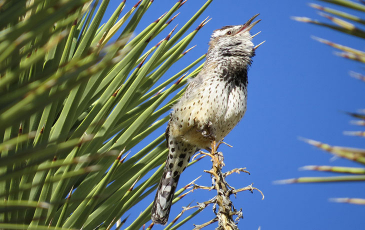 Photo of a cactus wren.