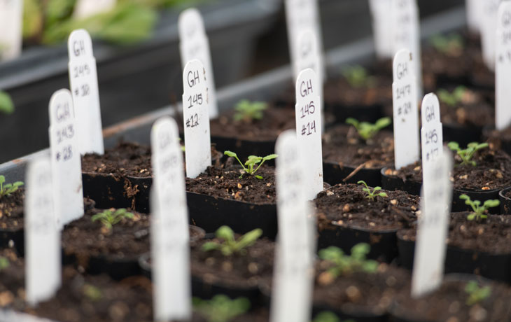 Arabidopsis plantlings at the Oxford Tract
