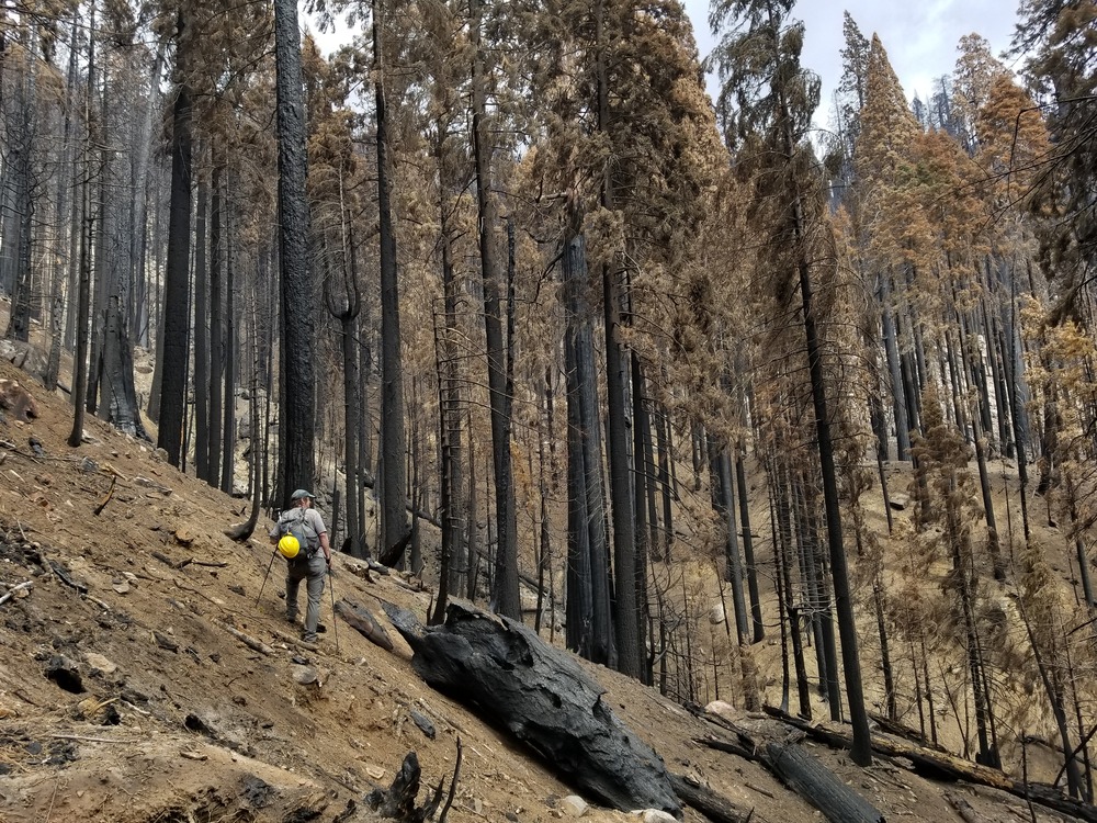 a scientist looking at a grove of burned giant sequoia trees