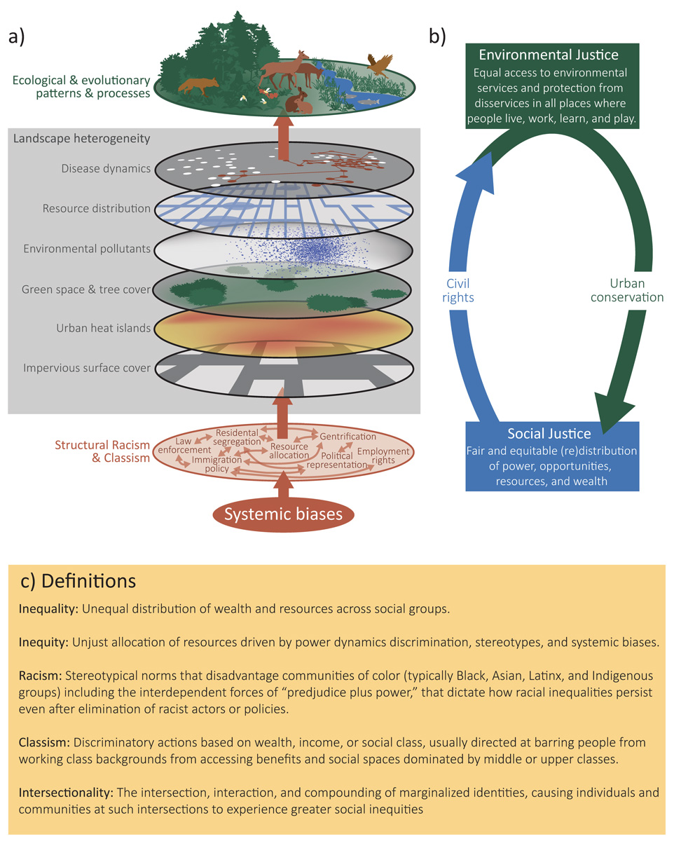 Illustrated figure/diagram