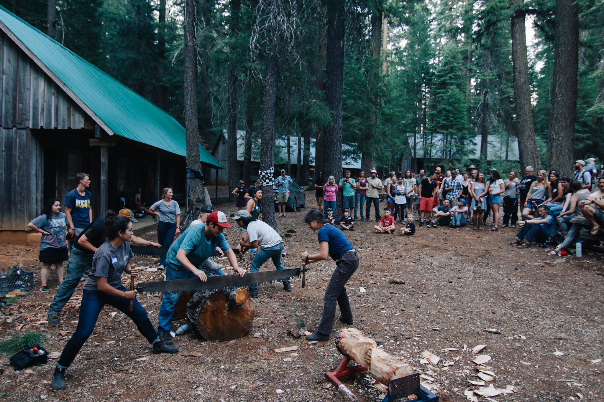 People competing to cut a large tree trunk