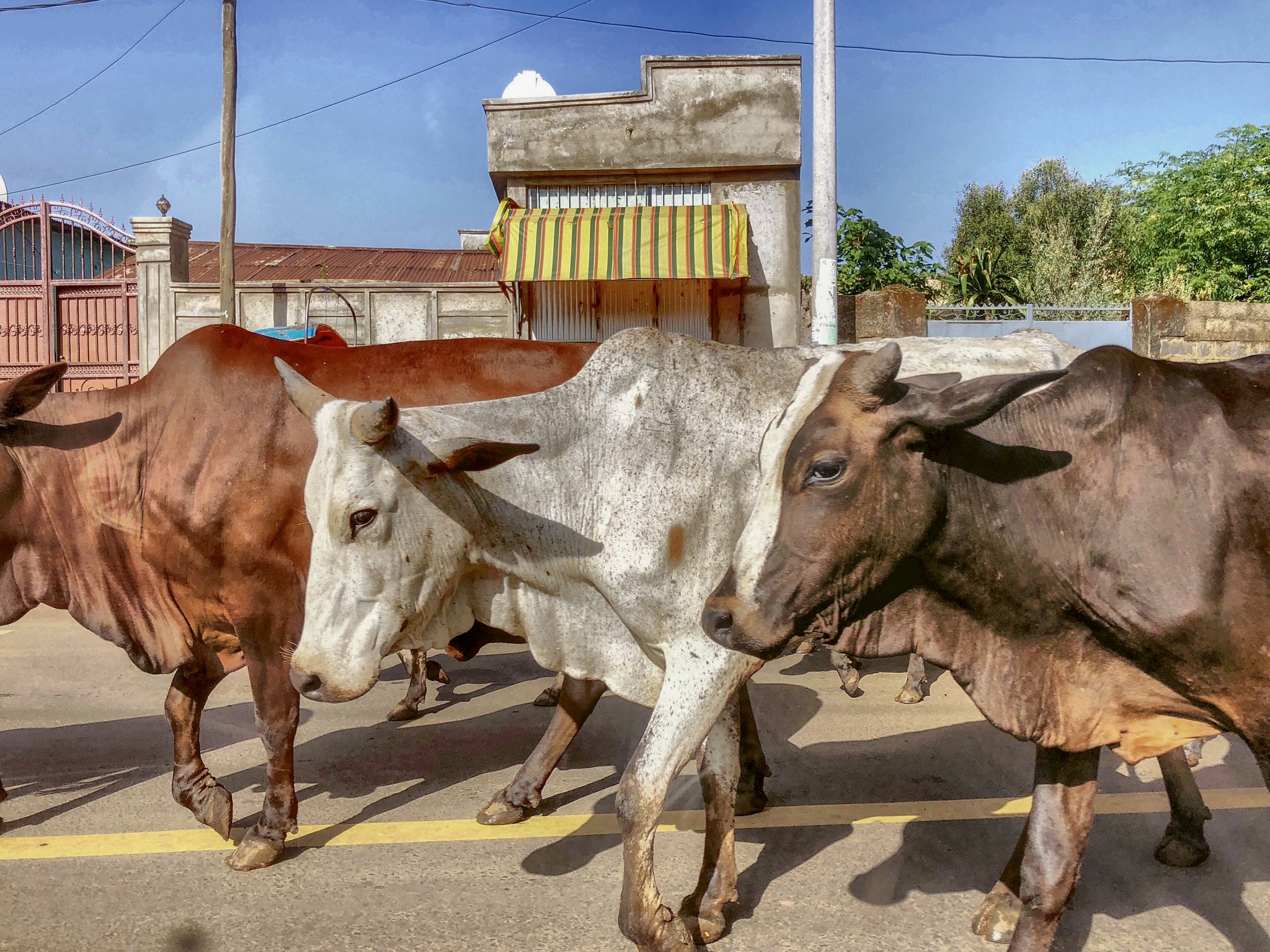 A herd of oxen on the streets in Ethiopia