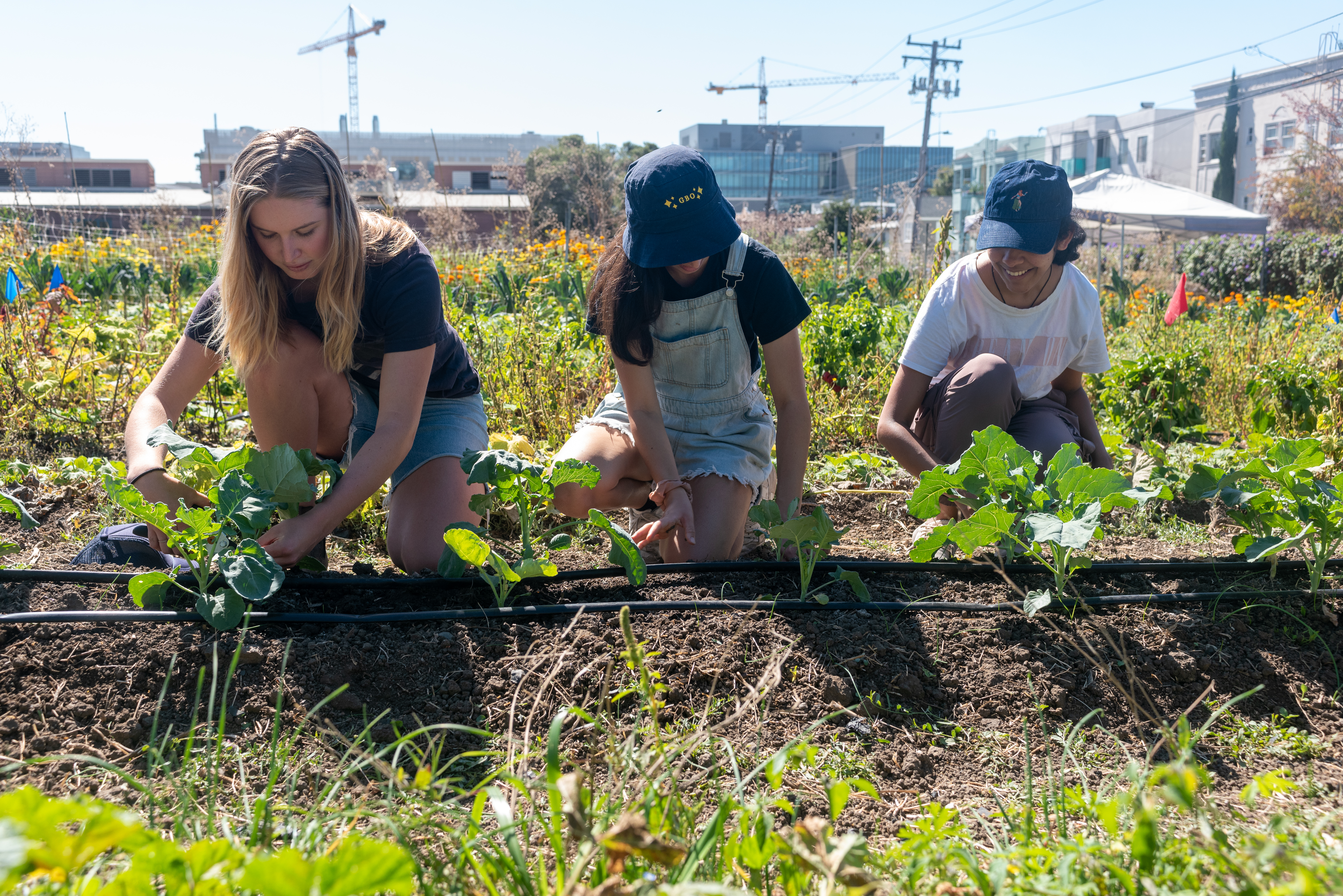 Three students tend to row crops at the Oxford Tract garden in Berkeley.