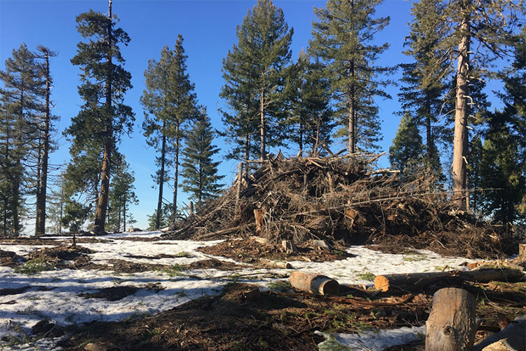Large pile of timber in forest.