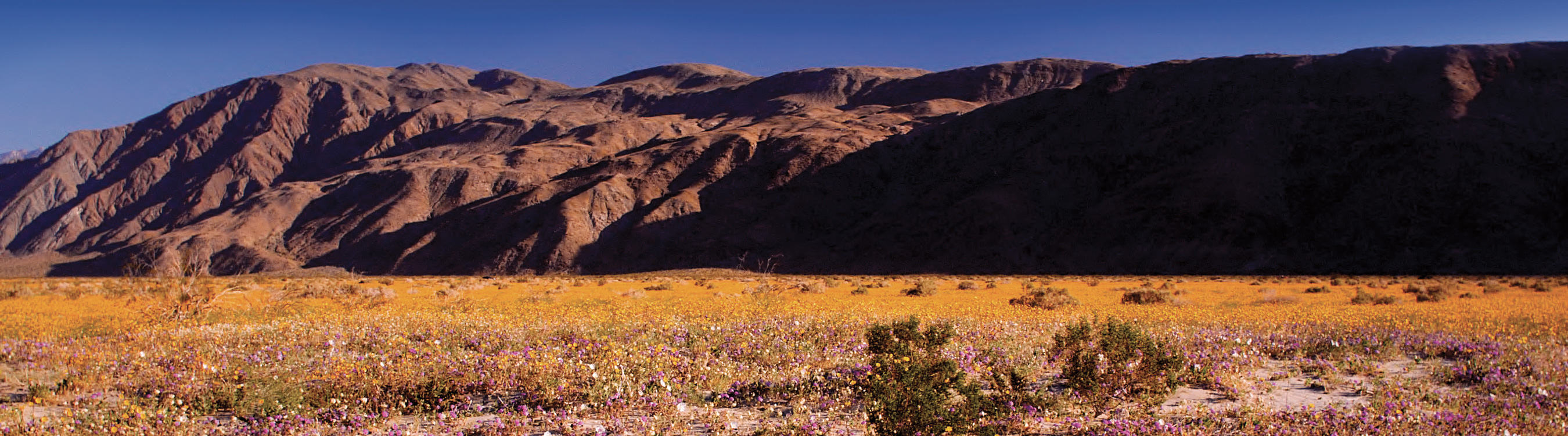California forever and the future of our state parks