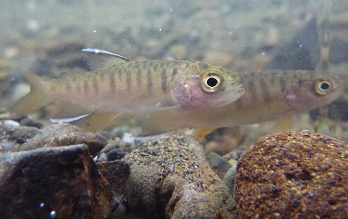 Juvenile coho salmon