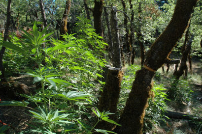 Plants with their leaves and needles removed to make way for cannabis plants