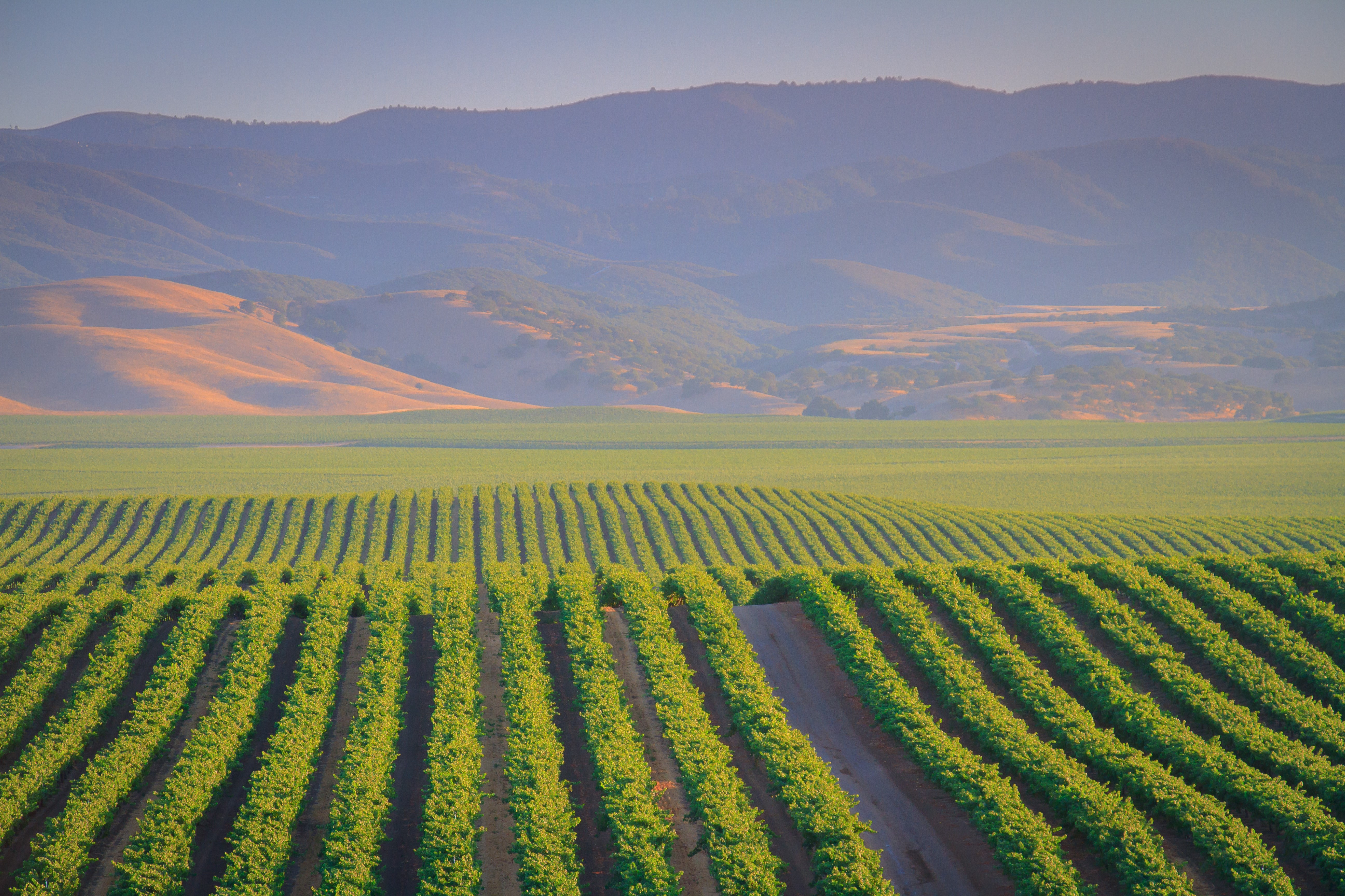 Photo of Central Coast vineyards.