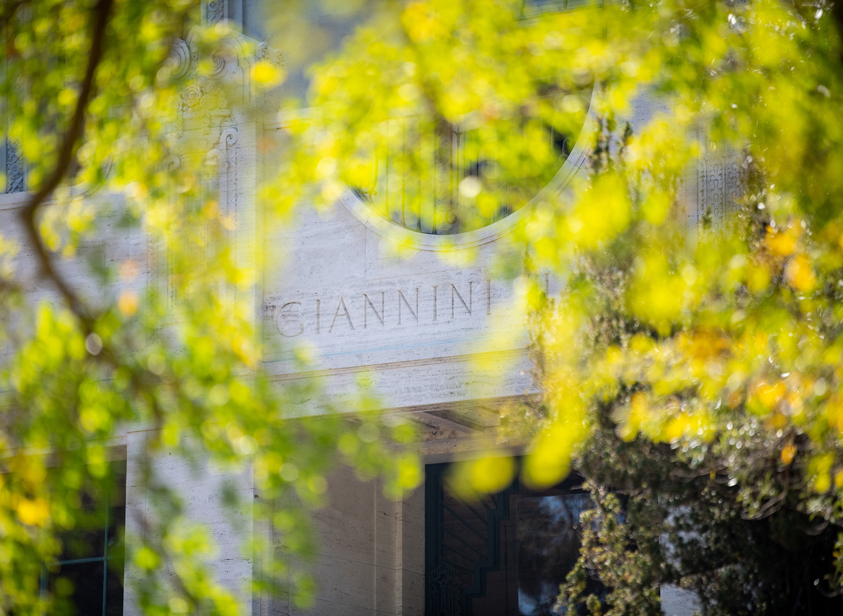 Giannini Hall covered in yellow ginko tree leaves