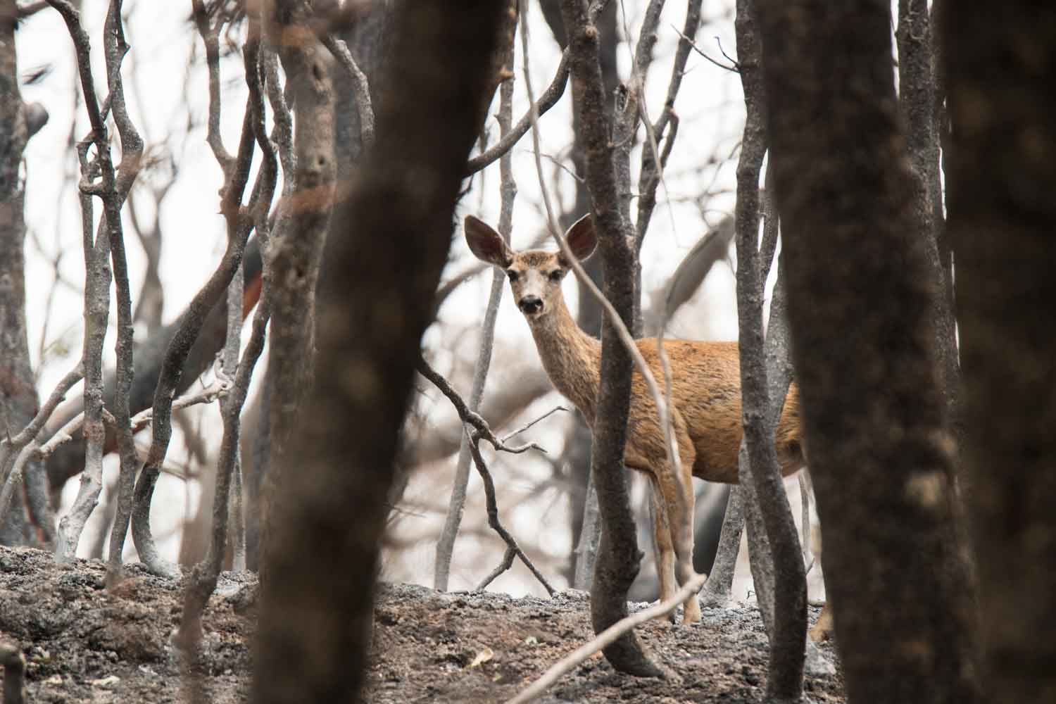 Deer looking into camera.