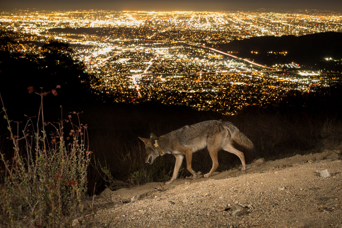 Image of coyote with collar