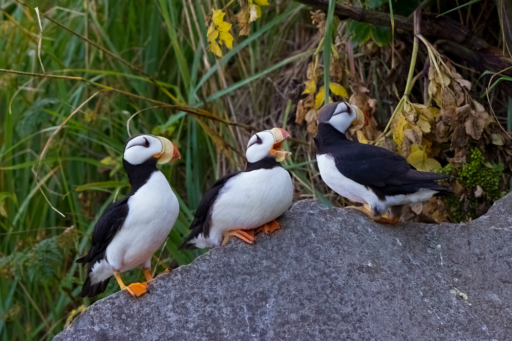 Three puffins stand on a large rock, surrounded by green and yellow foliage.