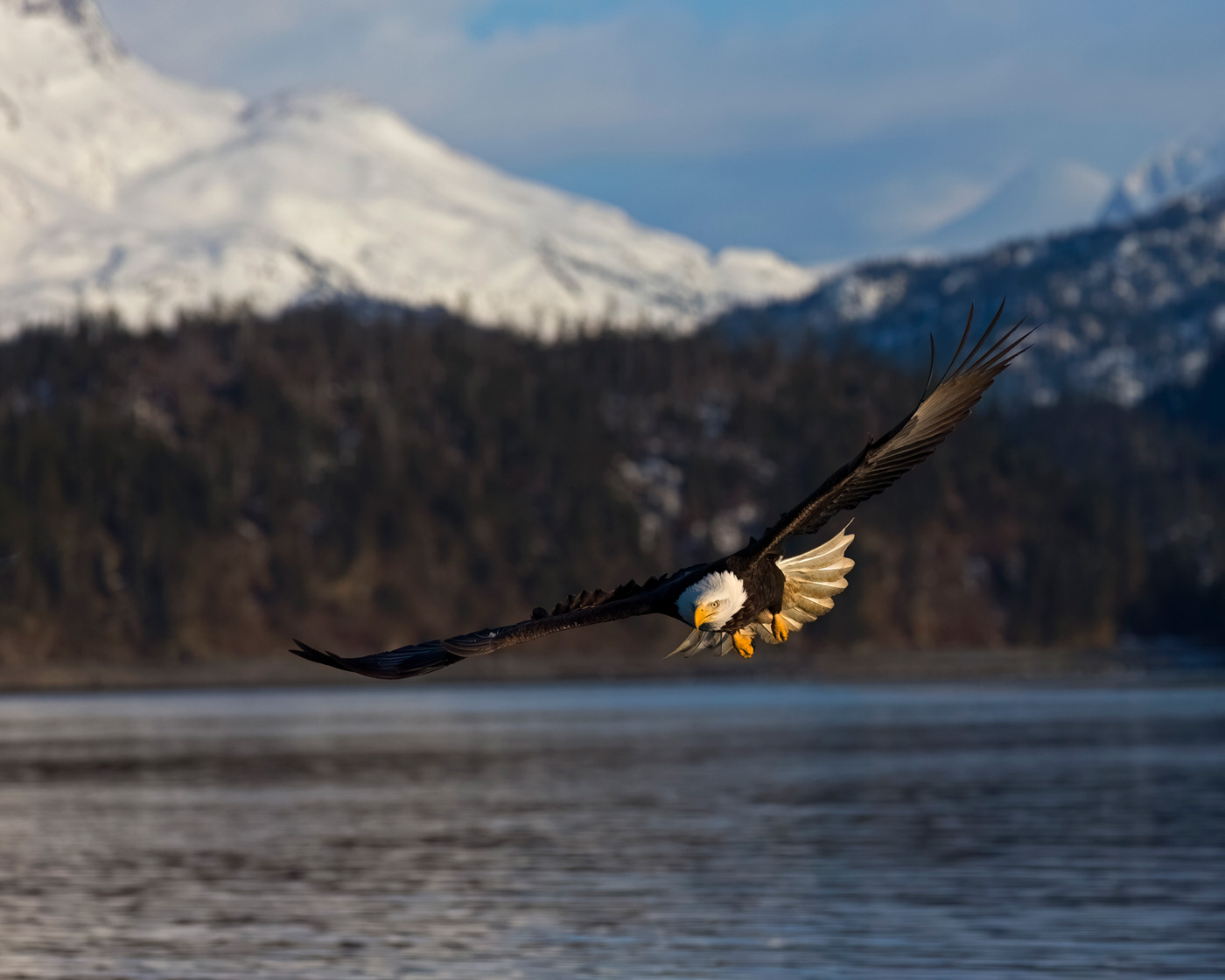 A bald eagle flies over a body of water with snow-covered mountains in the background.