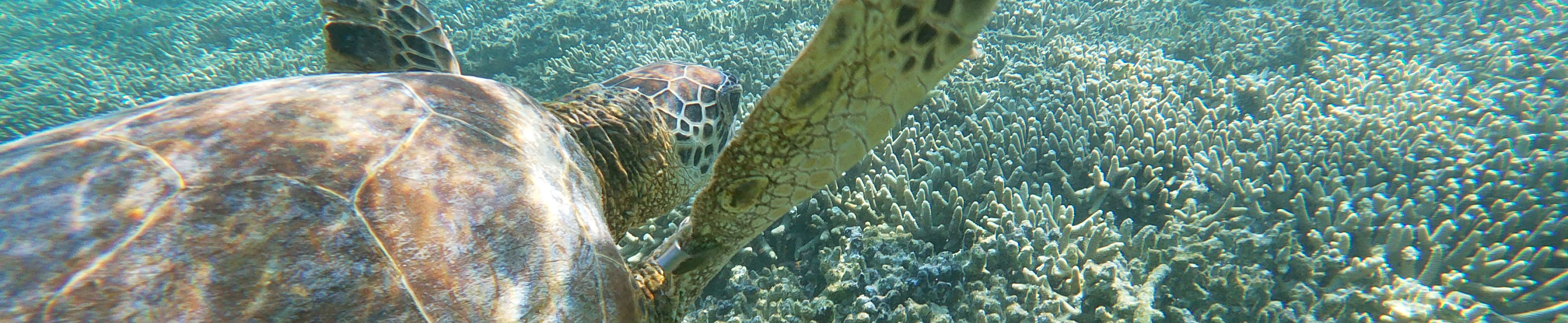 Turtle swimming
