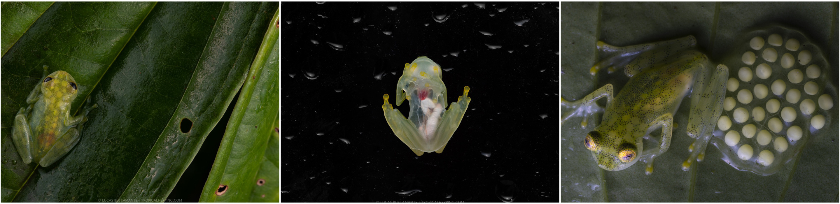 A Mashpi glass frog (Hyalinobatrachium mashpi) observed on a leaf in the Andes region of Ecuador. H. mashpi have similar color patterns (left), transparent abdomens (center), On the right, a male Mashpi glass frog protects its eggs until they hatch