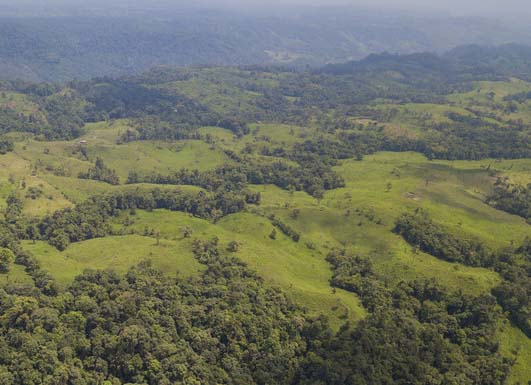 Mountainous lush green forest
