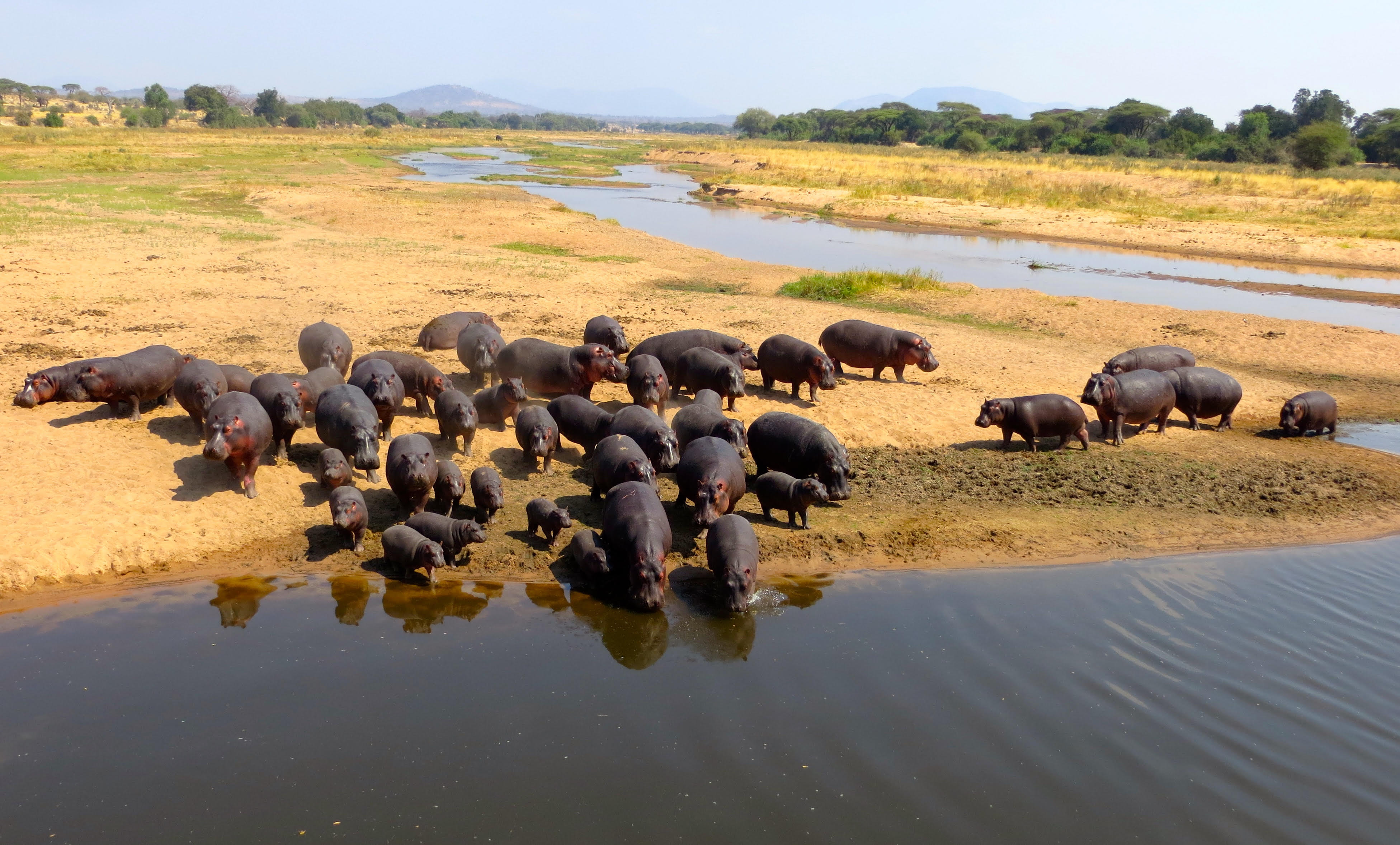 A herd of hippos gathers in a river.