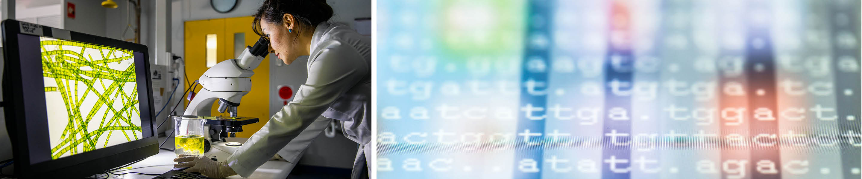 A researcher in a lab and DNA document