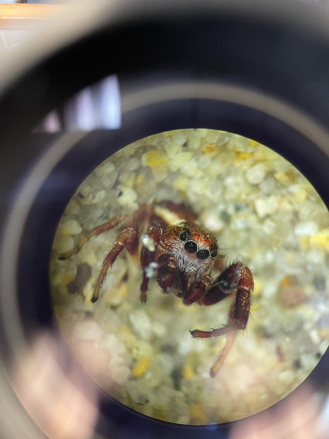 A photo of a jumping spider (salticidae) under a microscope