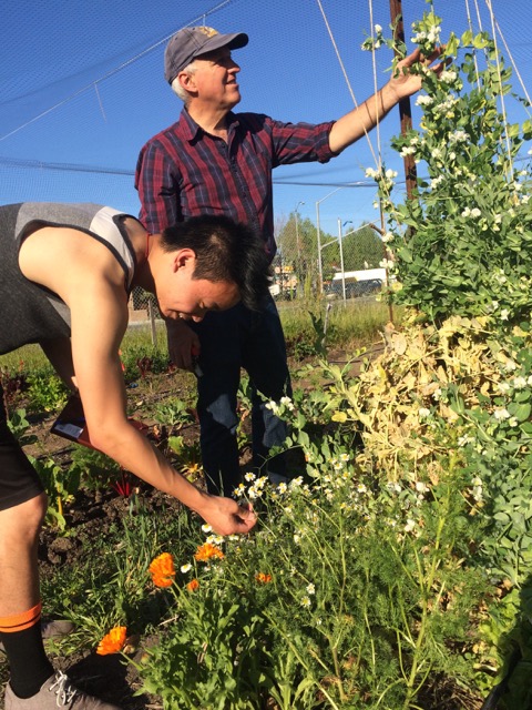 Integrative biology Thomas Carlson examines farm plant with student researcher Jake Wu. Professor examining farm plant with student