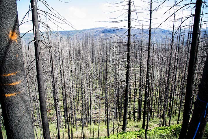 Burnt forest post 2014 King Fire