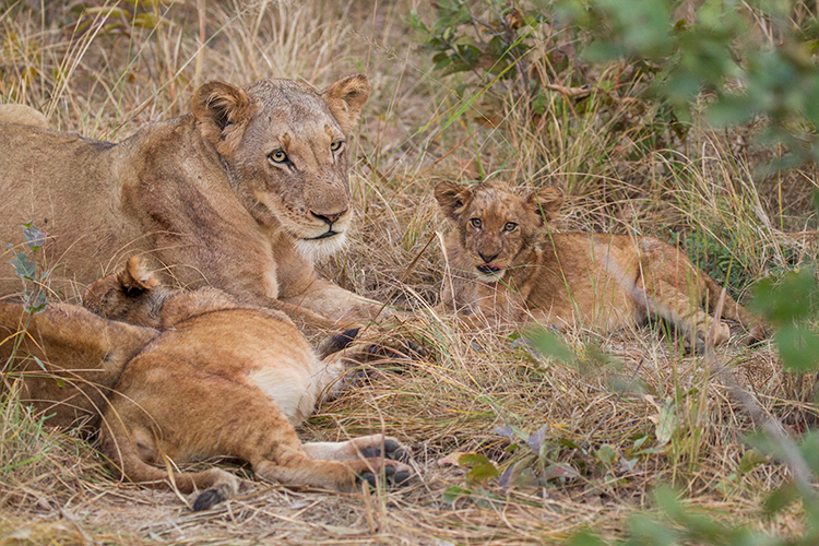 Photo of a group of lions.