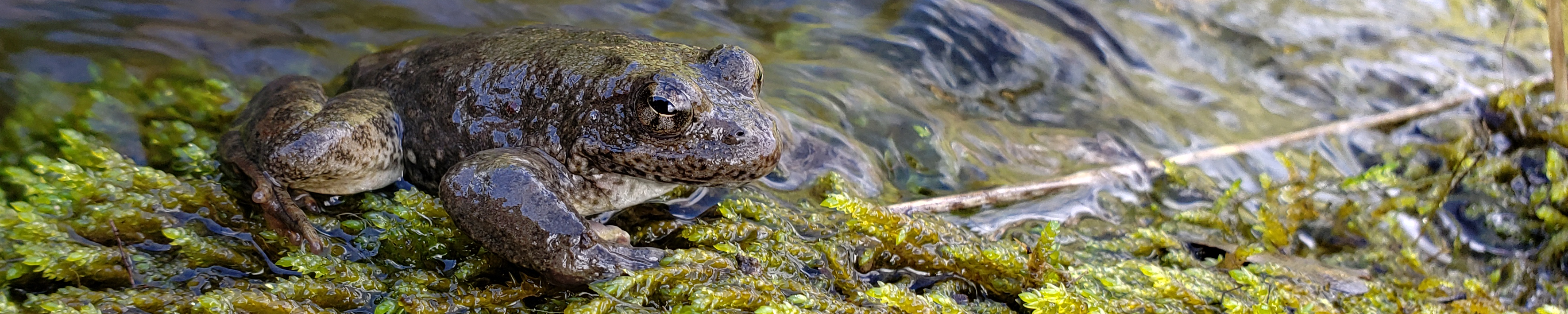 Frog head coming out of the water.