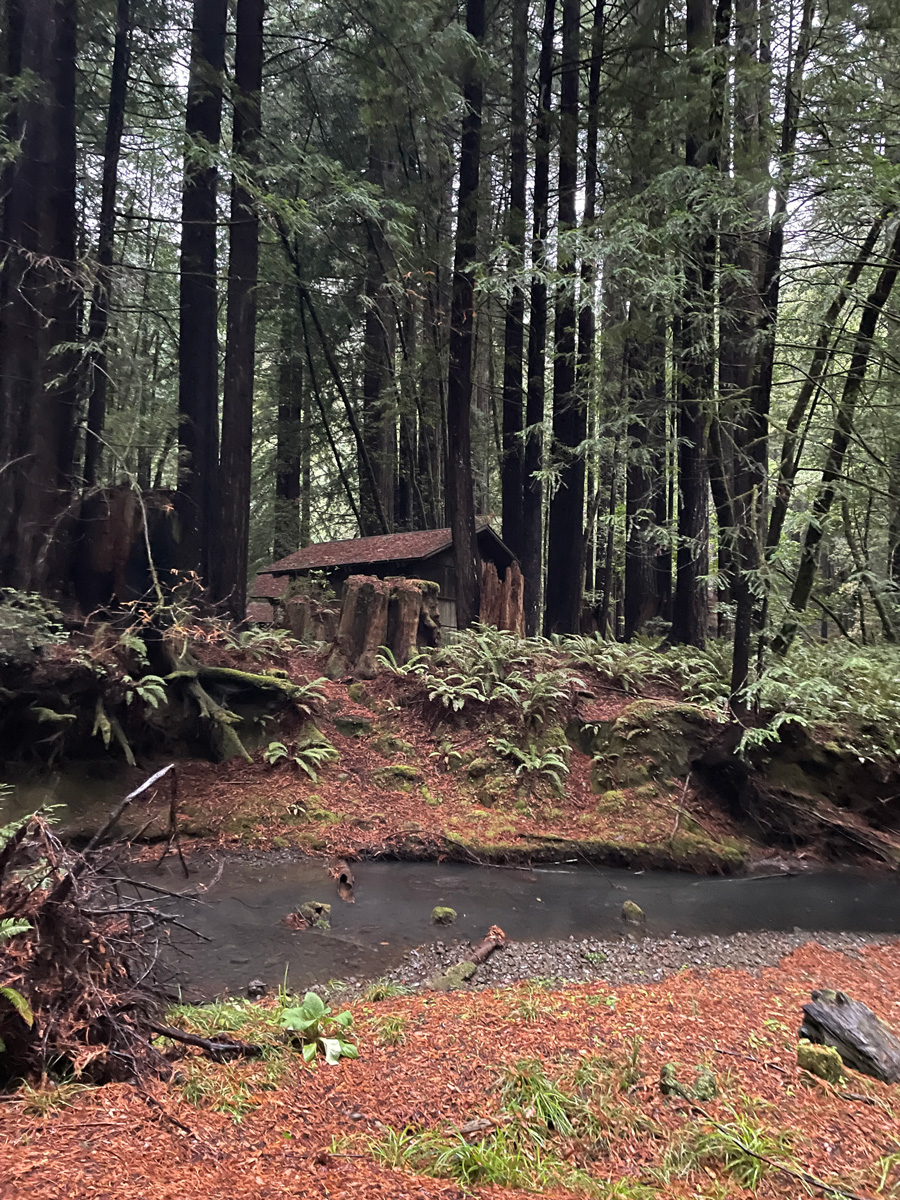 A photo of a brown shack among trees in a wooded environment