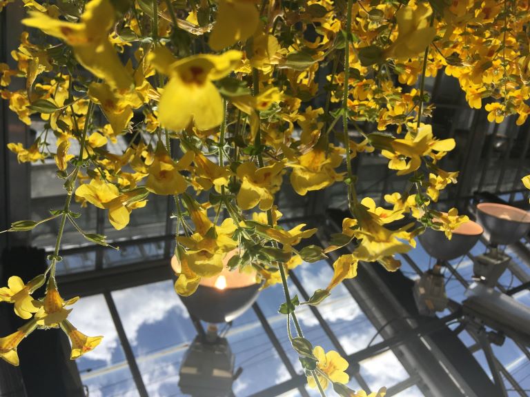 Yellow flowers in a greehouse, with a grow light in the background