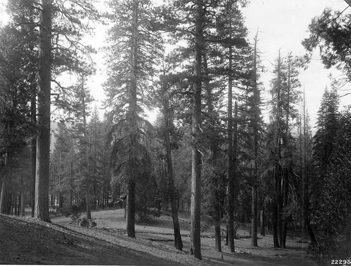 black and white photo of mixed conifer forest