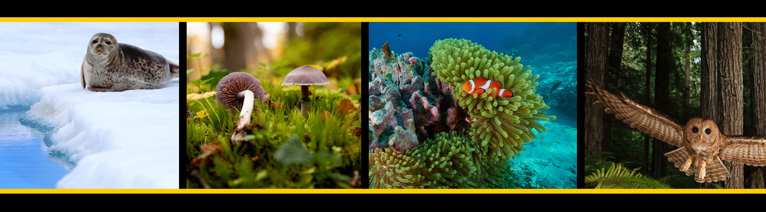 Black background with 4 images - a seal on ice, a mushroom, underwater coral, and an owl