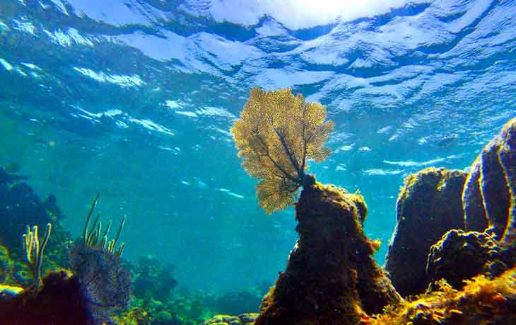 A piece of yellow coral underwater