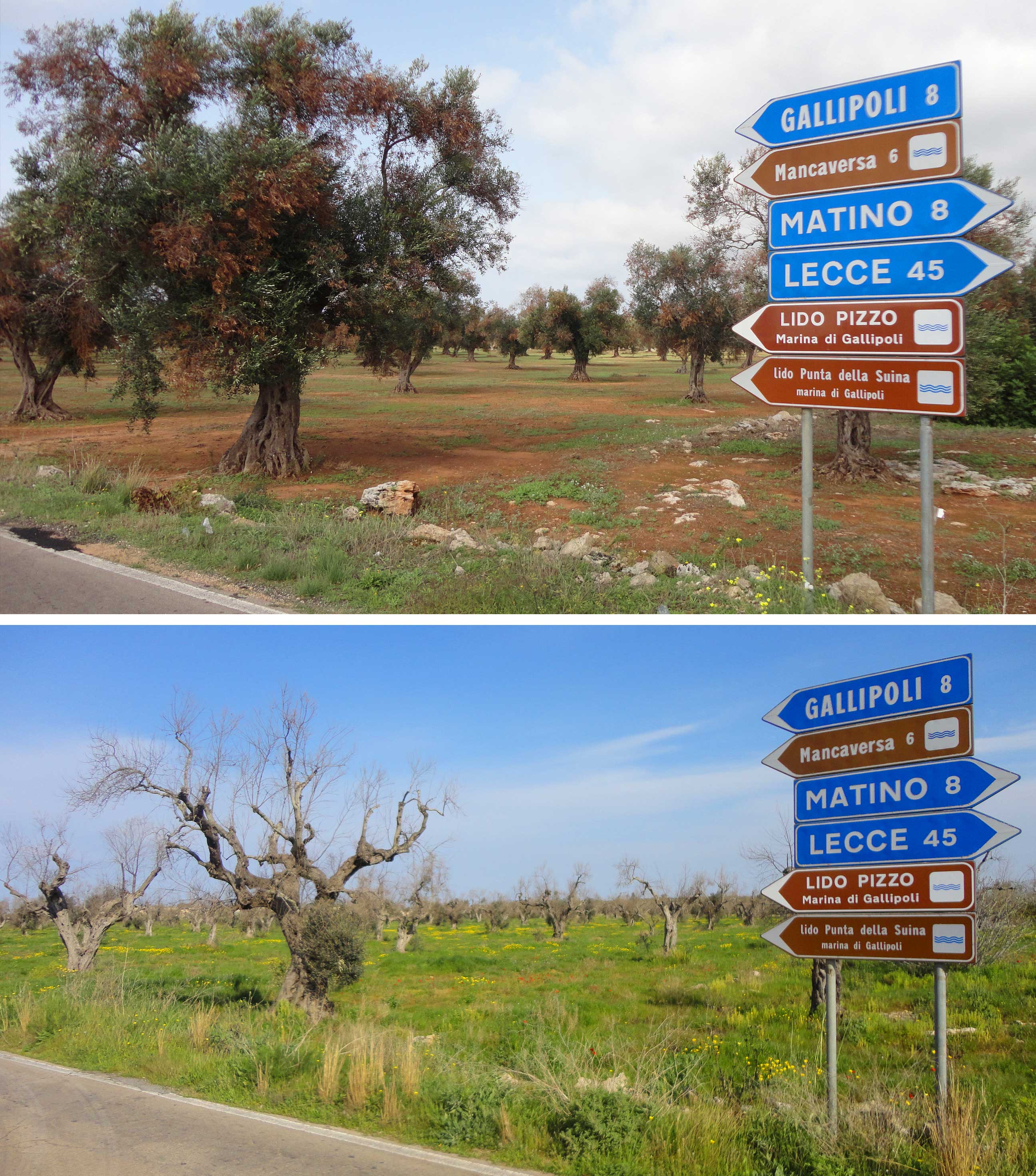 Image of diseased olive orchard