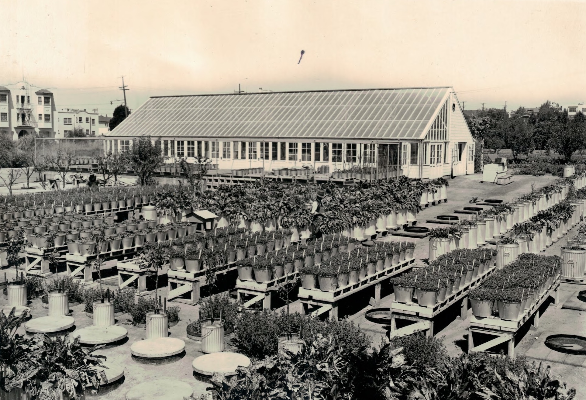 Oxford Tract Greenhouse 1940 Old black and white photo Oxford Tract from 1940