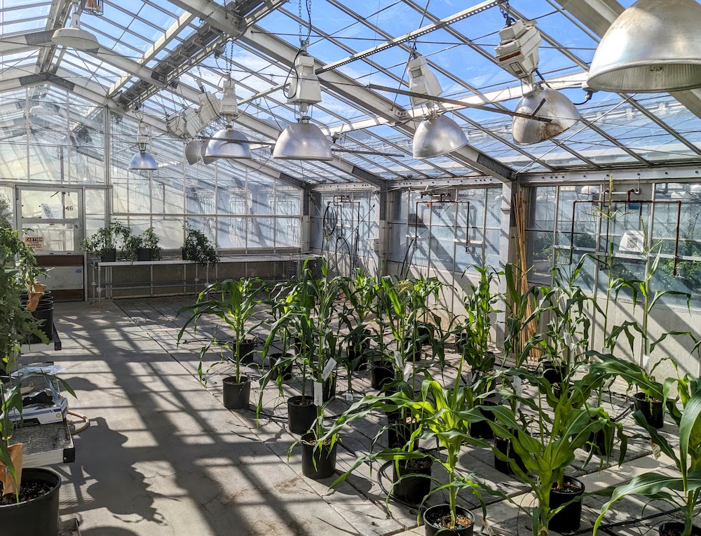 Corn plants growing in pots in a greenhouse.