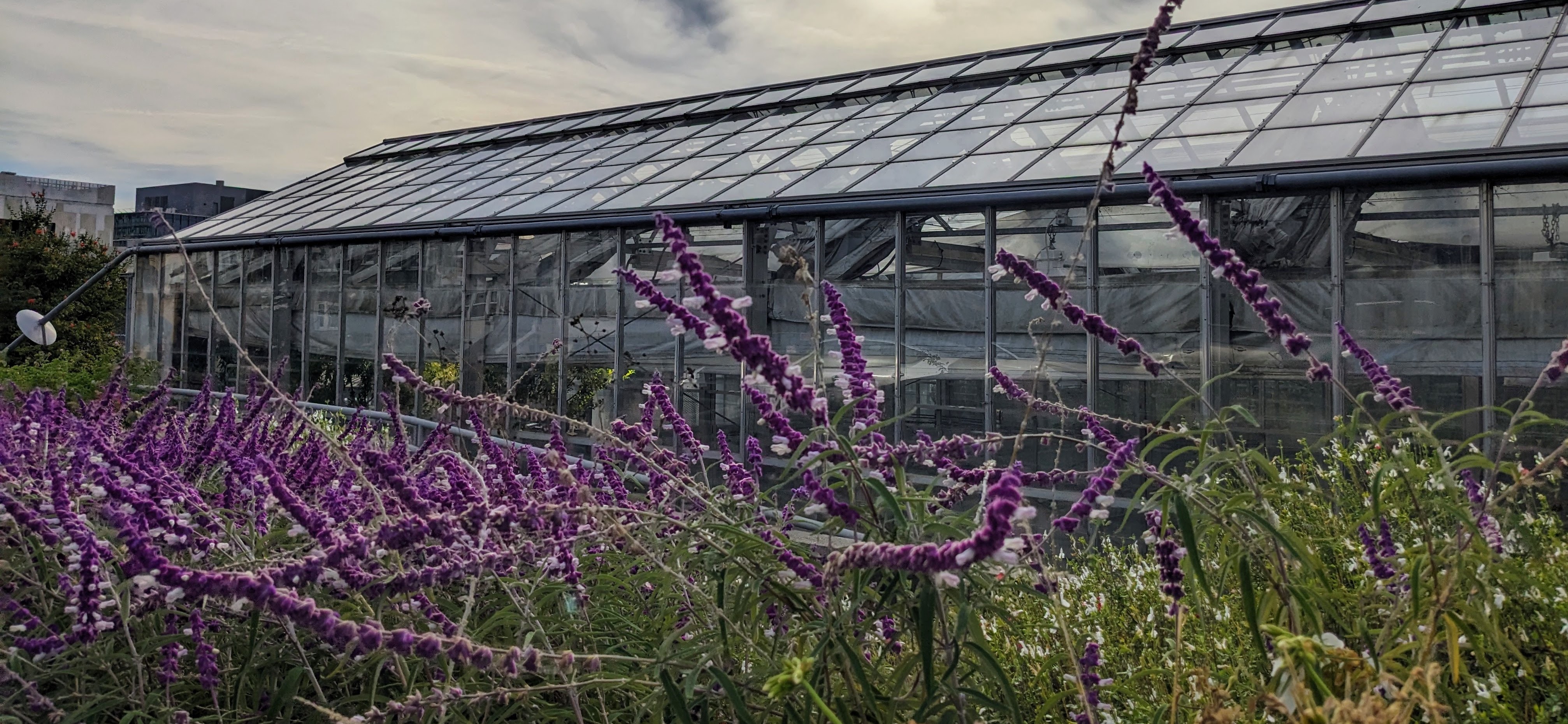 Oxford Greenhouse facility