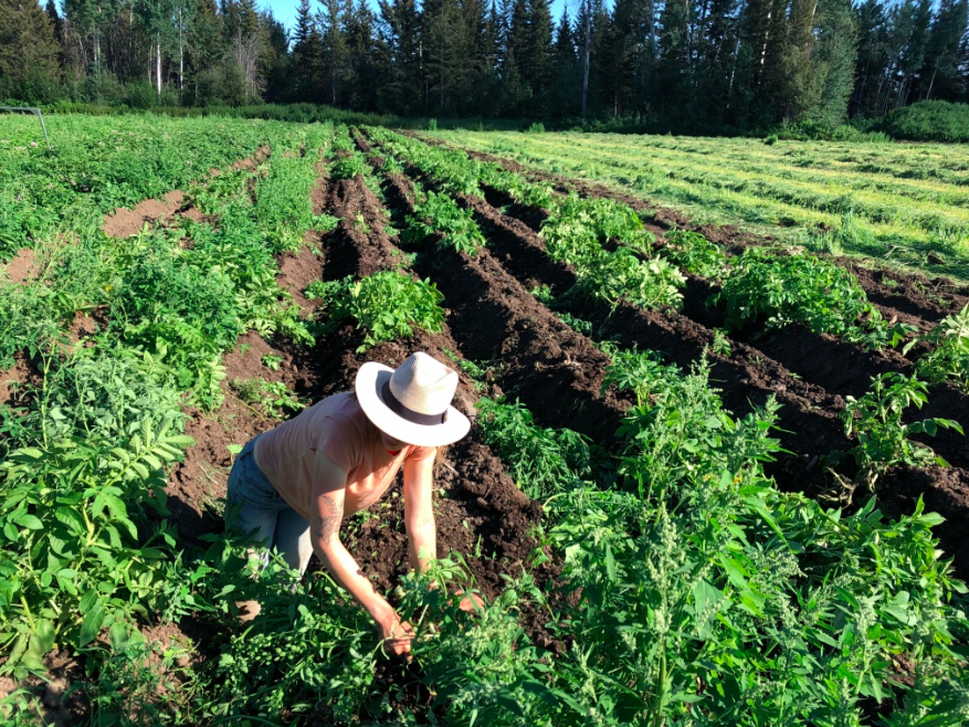 Mindy within a agricultural field