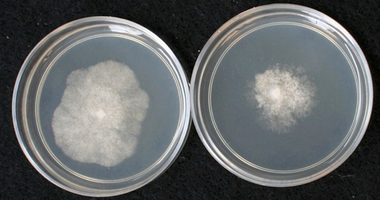 Two petri dishes on a black background