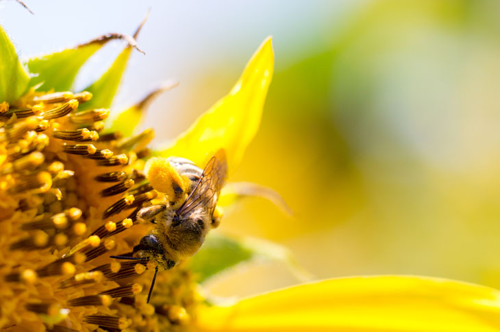 Close up of a bee on a yellow flower
