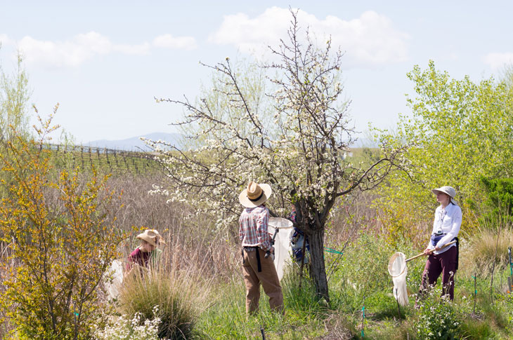 Researchers catch pollinators in nets in a field of flowing trees