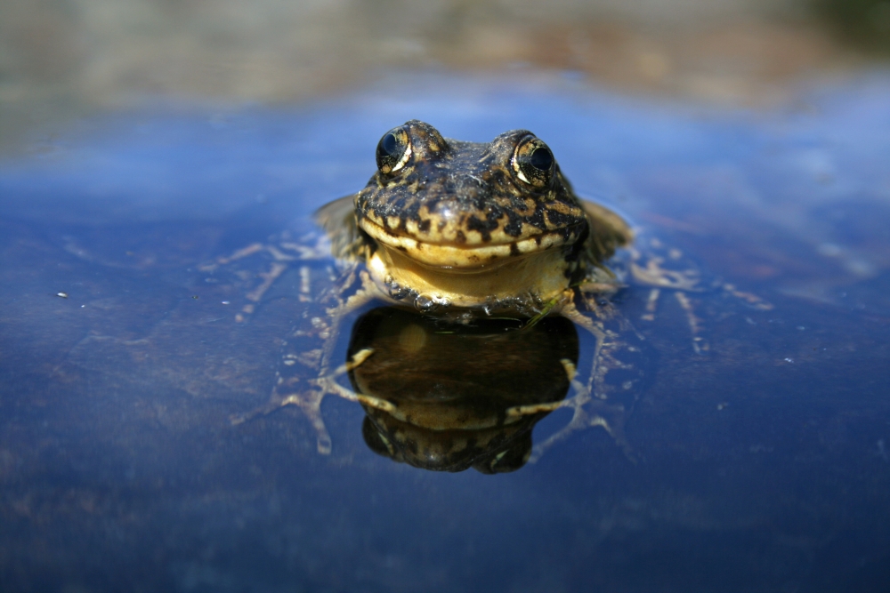 The endangered Sierra Nevada yellow-legged frog 