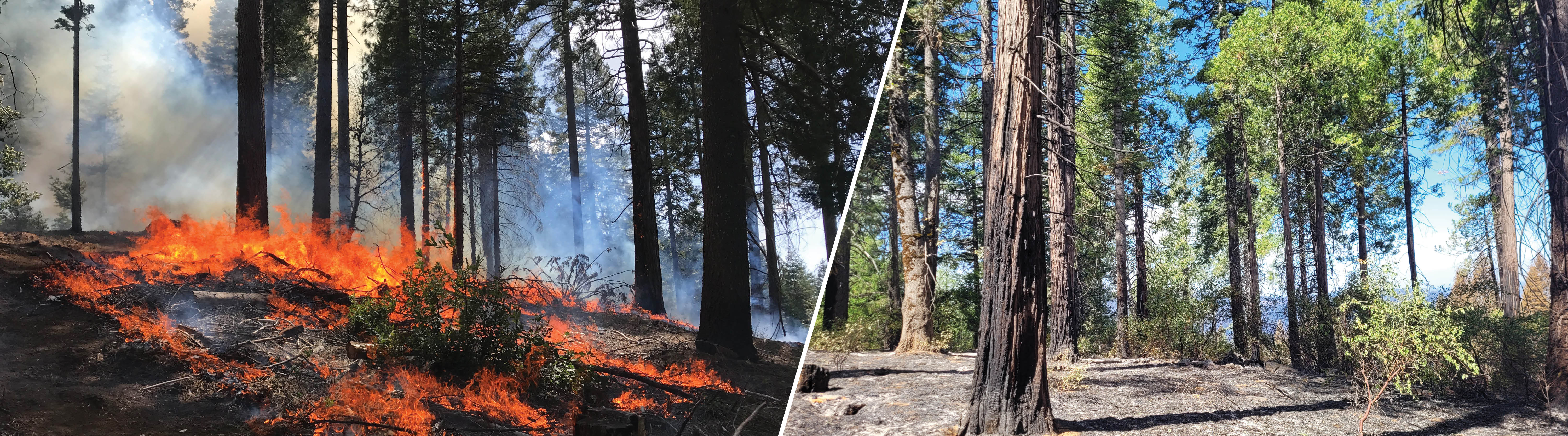 Two images - a forest burning on the left and a forest that has been burned on the right