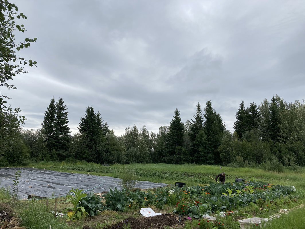 A part of Sambaa Kʼe First Nation's garden