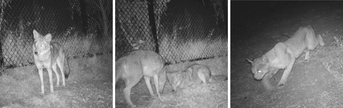 A composite image of animal photos captured by trail cameras.