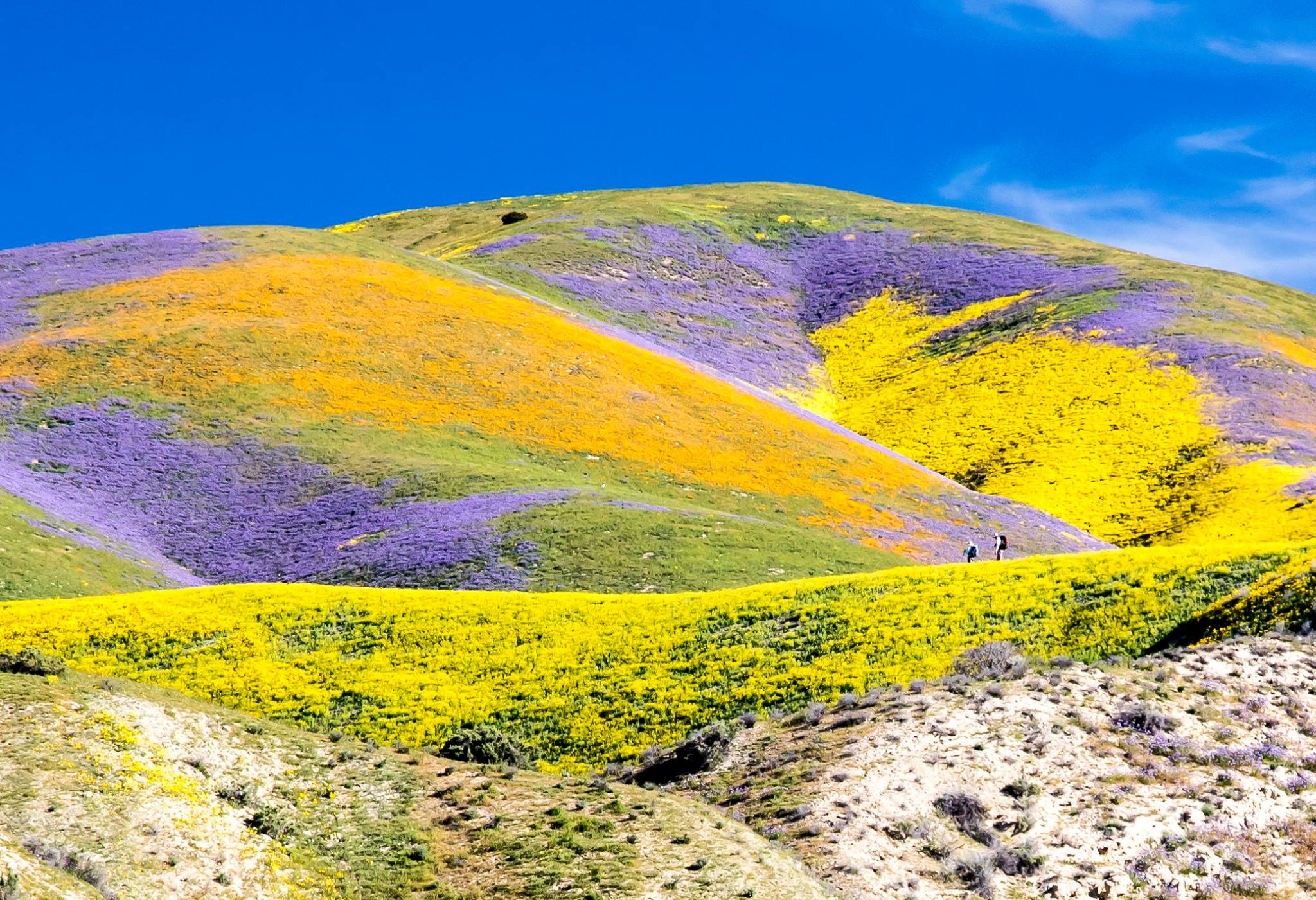  Carrizo Plain National Monument in the spring 2017 wildflower bloom. 