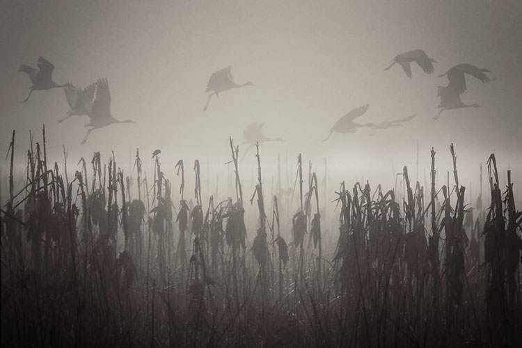 Photo of fog.