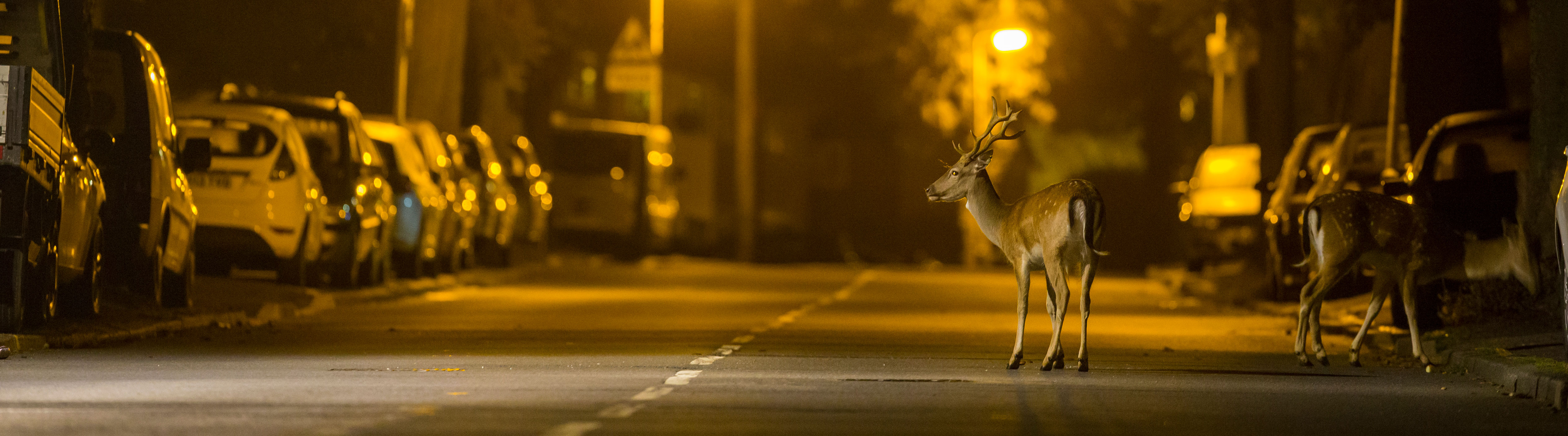 two deer stand in an urban street at night under street lamps
