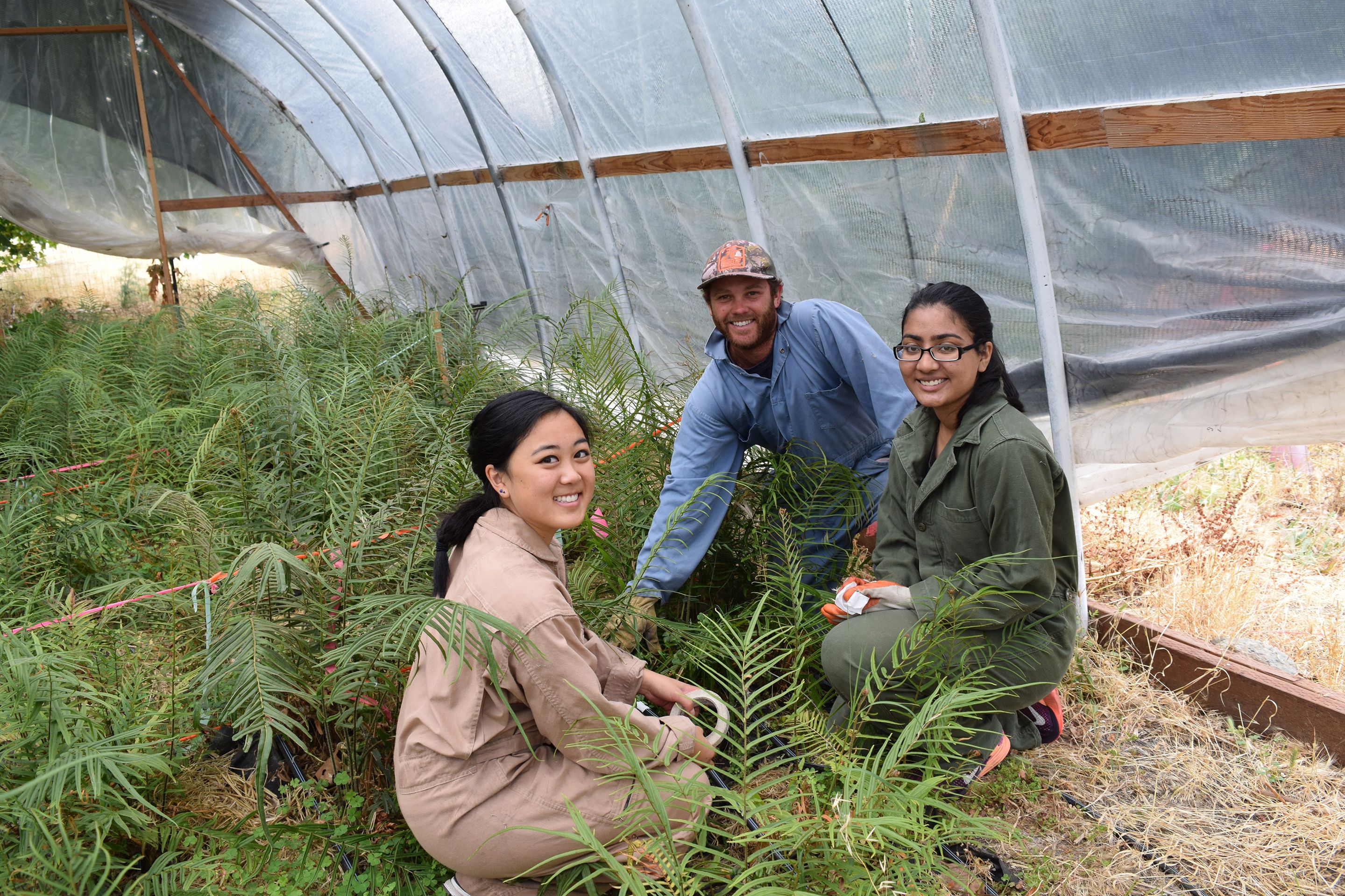 Student researchers in a greenhouse