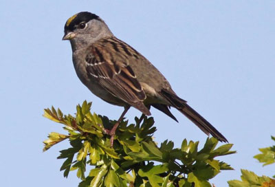 Golden-Crowned Sparrow Golden-Crowned Sparrow,