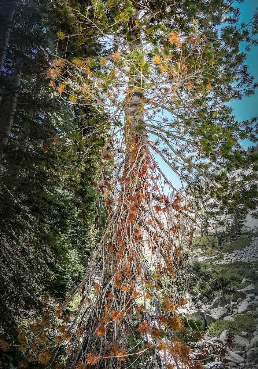 Photo of tree, perspective looking up